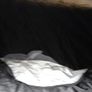 3 men pop up tent it's takes 3mins to setup Image 4