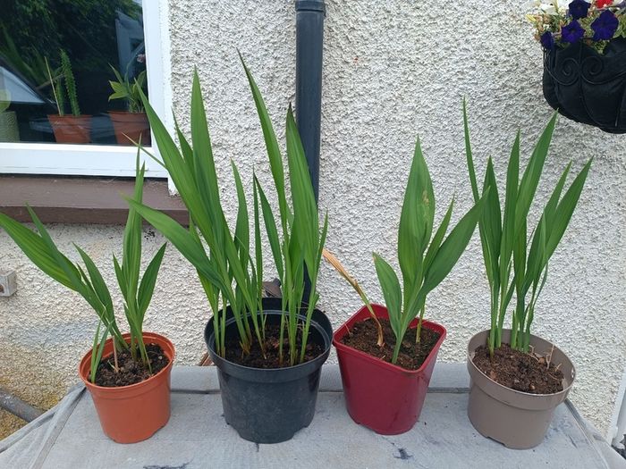 4 Lucifer Plants