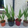 4 Lucifer Plants Image 2