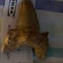 Large Polished Ammonite Fossil | Mesozoic Cephalopod Specimen also Shark Teeth Lot: Lot of 4 Fossil Shark Teeth | Ancient Mako / Sand Tiger Shark Fossils Image 4