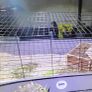 XXLarge  guinea pig & rabbit cage Image 7