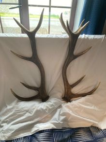Antlers