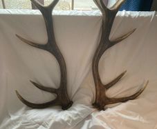 Antlers