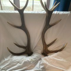 Antlers