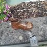 old child copper shoe Image 10