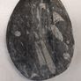 orthoceras fossil Image 4