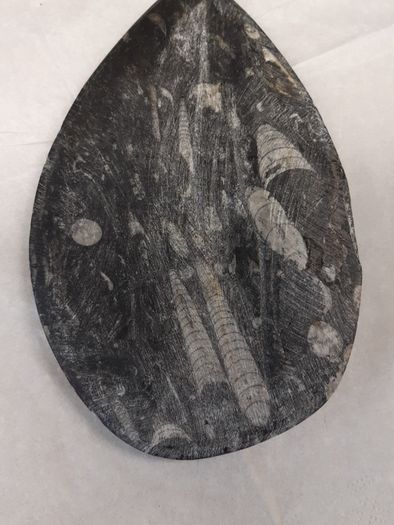 orthoceras fossil