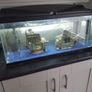 fish tank Image 7