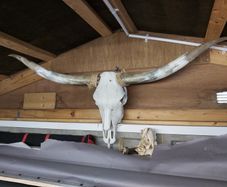 texas longhorn skull and horns