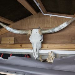 texas longhorn skull and horns