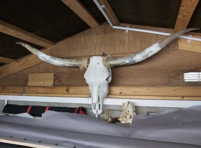 texas longhorn skull and horns
