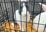 rabbits