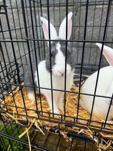 rabbits