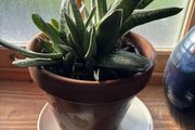 Indoor plant