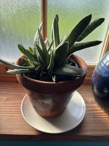 Indoor plant