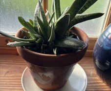 Indoor plant