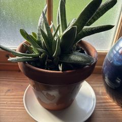 Indoor plant