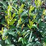Portuguese Laurel Image 4