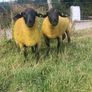 100% grass fed suffolk hoggets for macroom mart. Image 4
