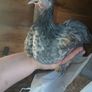 bantam chicks Image 7