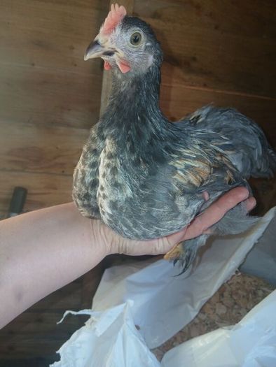 bantam chicks