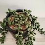Green Artificial Trailing Plant in black pot - Next Image 4