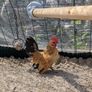 Serama rooster Image 2