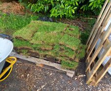 Grass Sods