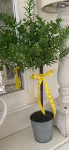 Shabby-Chic Greenery in a pot with Ribbon