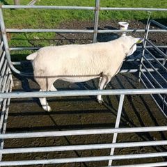Texel Ram