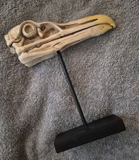 1/1 resin copy of a albatross skull. On display stand.