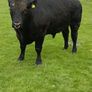 Angus bull Image 9
