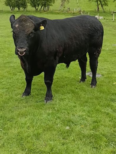 Angus bull