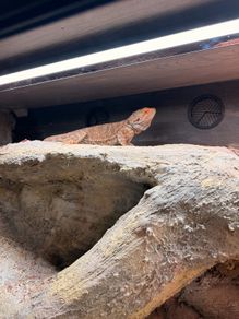 bearded dragon with vivarium