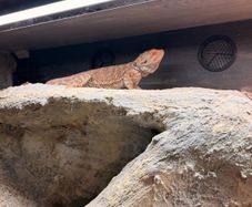 bearded dragon with vivarium