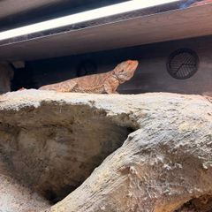 bearded dragon with vivarium