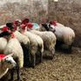 Ewe lambs Image 2