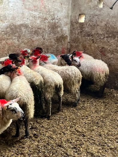 Ewe lambs