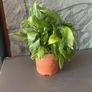 Peace Lily Indoor House Plant Image 5