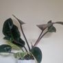 Philodendron Image 3