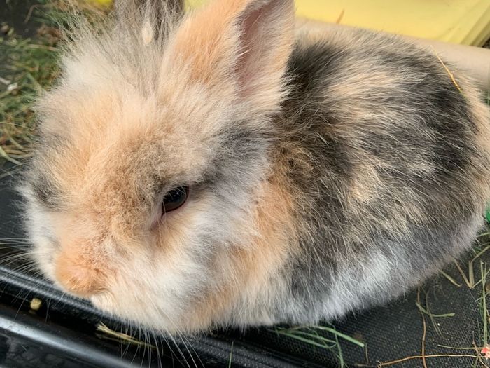 Bunny Adoption