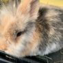 Bunny Adoption Image 2