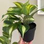 ikea fejka + pot Image 5