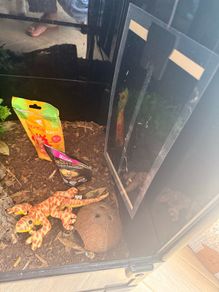 geko tank