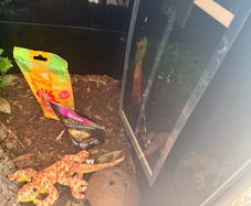 geko tank