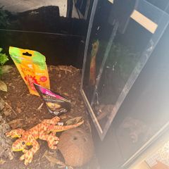geko tank