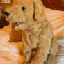 Rare FurReal Friends Biscuit interactive puppy Image 4