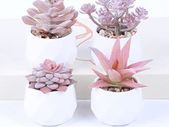 Set of 4 Artificial Succulent Plants Mini Fake Succulents Plants Artificial Potted for Home Garden Office and Outdoor Decor (pink)