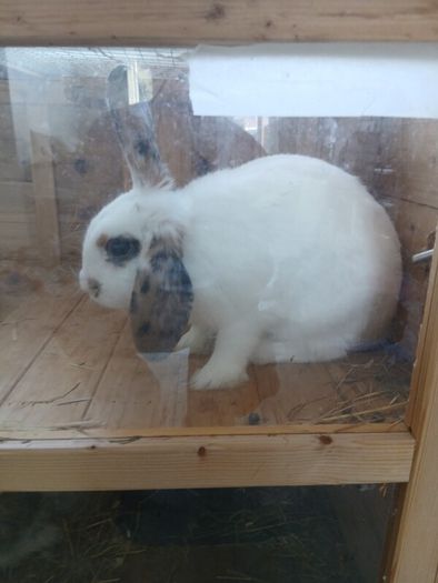 rabbits