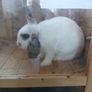 rabbit Image 2